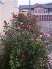 40a69de9-Picture 6583.jpg